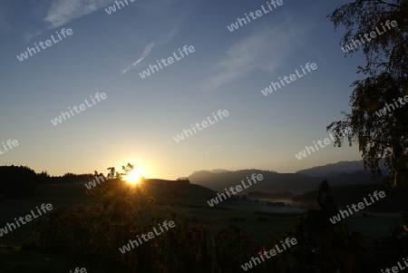 Sunrise - Sonnenblumen