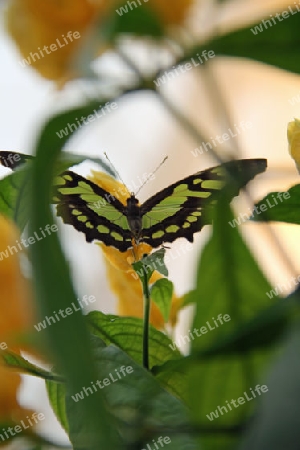 Schmetterling