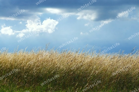 Himmel und Gras