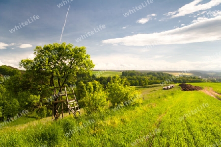 Th?ringer Landschaft bei Kahla mit K?hen