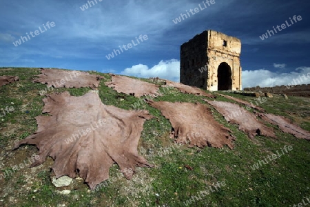 The fresh Leather gets dry on the sun near Leather production in front of the Citywall in the old City in the historical Town of Fes in Morocco in north Africa.