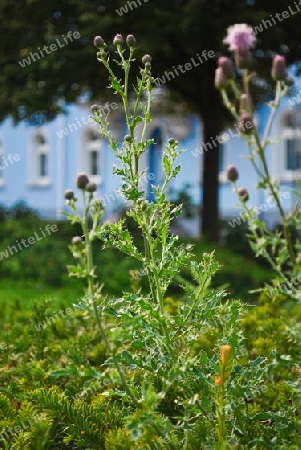 Strauch vor blauem Geb?ude