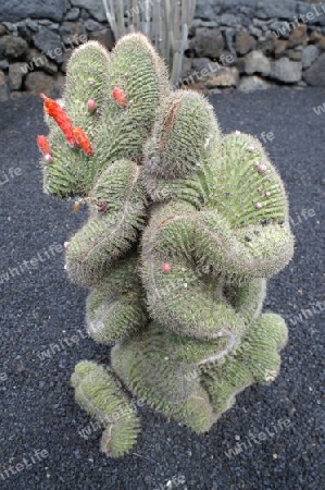 Kaktusmama