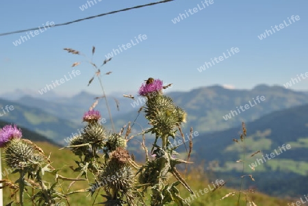 Blick in die Kitzb?hler 