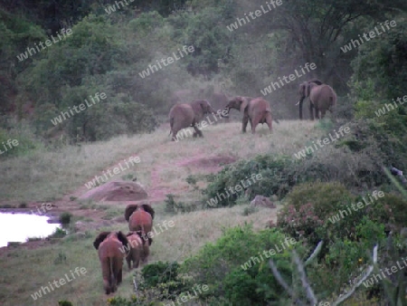 Elefanten, Familie, in, Tsavo, Ost, Wildreservat, Kenya, Afrika, Nationalpark, Herde