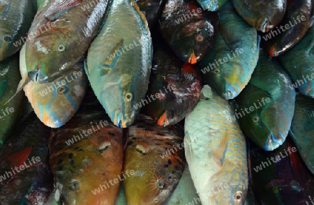Frischer Papagai Fisch auf dem Day Markt an der Rawai Beach auf der Insel Phuket im sueden von Thailand in Suedostasien.