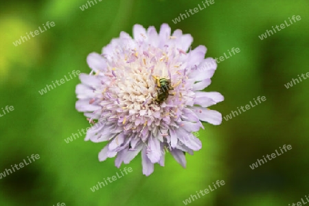 Witwenblume, Feld-, mit Biene