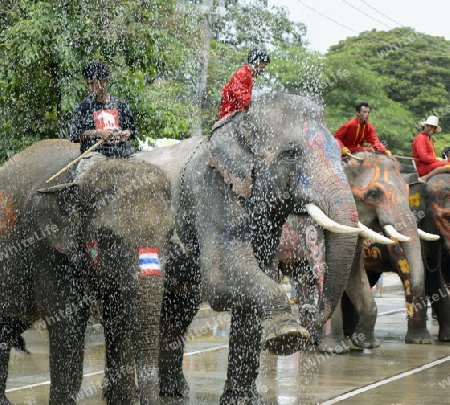 Das Songkran Fest oder Wasserfest zum Thailaendischen Neujahr ist im vollem Gange in Ayutthaya noerdlich von Bangkok in Thailand in Suedostasien.  