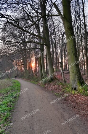 Beautiful view into a dense green forest with bright sunlight casting deep shadow.