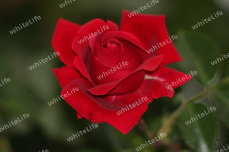 Rote Rose