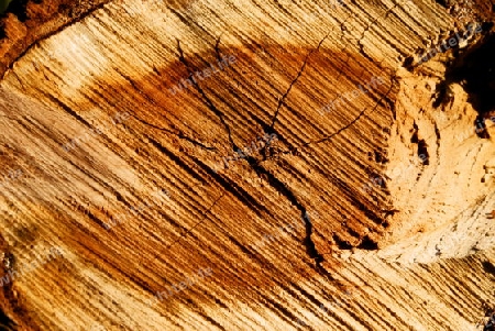 internal  face  of  sawn  timber