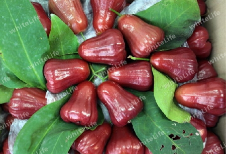 Rosen Apfel oder Chum Poo auf dem Pak Khlong Markt von Bangkok der Hauptstadt von Thailand in Suedostasien.  