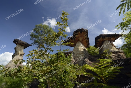 Die Landschaft und Pilzfoermigen Steinformationen im Pha Taem Nationalpark in der Umgebung von Ubon Ratchathani im nordosten von Thailand in Suedostasien.