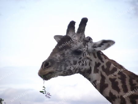 Giraffe, in, Tsavo, West, Kenya, Kenia, Afrika