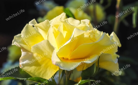 Top view of yellow and orange rose flower in a roses garden with a soft focus background.