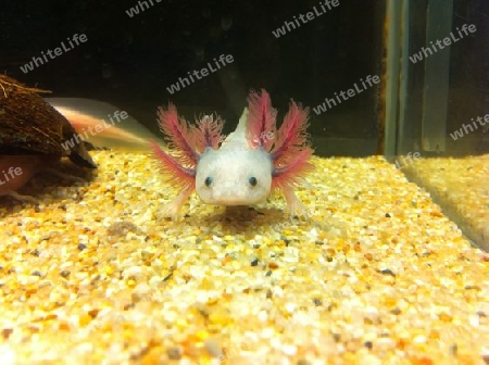 Axolotl