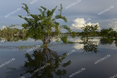 Eine Lagune bei Khong Chiam in der Umgebung von Ubon Ratchathani im nordosten von Thailand in Suedostasien.