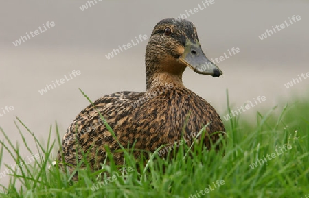 Ente am Wegesrand