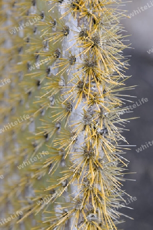  Blatt einer Opuntie ( Opuntia echios), Insel Isabela, Galapagos , Unesco Welterbe, Ecuador, Suedamerika