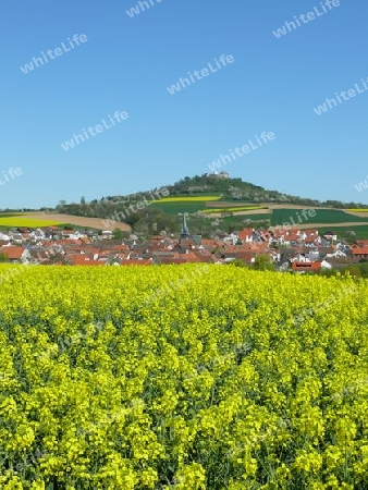 Rapsfeld am Otzberg