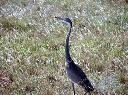 Goliathreiher, Reiher, Vogel, in, Tsavo, Ost, Kenya, Kenia, Afrika