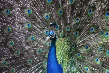 Pfau