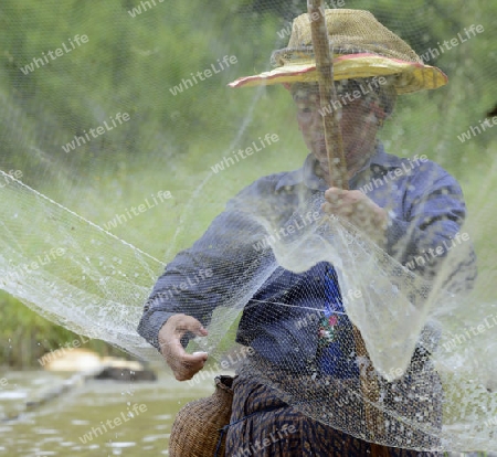 Eine Frau beim Fischen in einem Fluss in der Provinz Amnat Charoen nordwestlich von Ubon Ratchathani im nordosten von Thailand in Suedostasien.