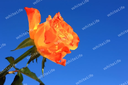 Orange Rose