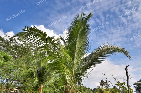 Beautiful palm trees at the beach on the tropical paradise islands Seychelles