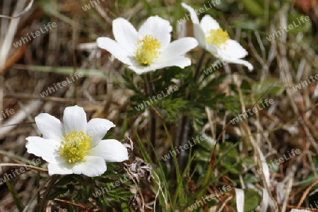 Alpenkuhschelle