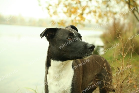 Hund am See