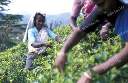 Asien, Indischer Ozean, Sri Lanka,
Eine Tamilische Frau beim pfluecken von Teeblaettern im Tee Anbaugebiet von Nuwara Eliya in Zentralen Gebierge von Sri Lanka. (URS FLUEELER)






