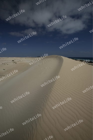 the Sanddunes of Corralejo in the north of the Island Fuerteventura on the Canary island of Spain in the Atlantic Ocean.