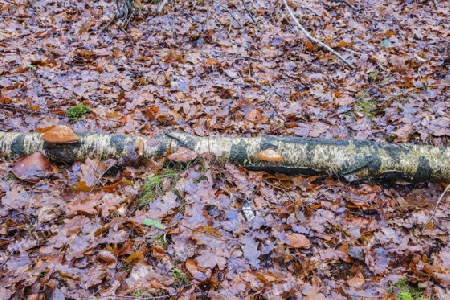 Birken-Zungenporling,Piptoporus betulinus(Porlinge) an einer abgestorbene Birke