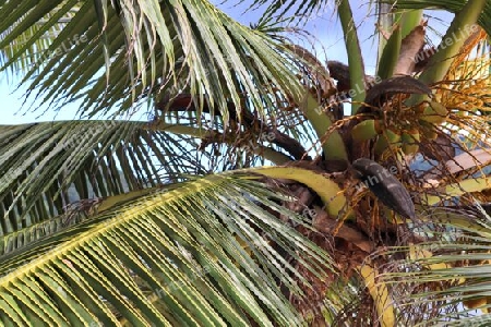 Beautiful palm trees at the beach on the tropical paradise islands Seychelles