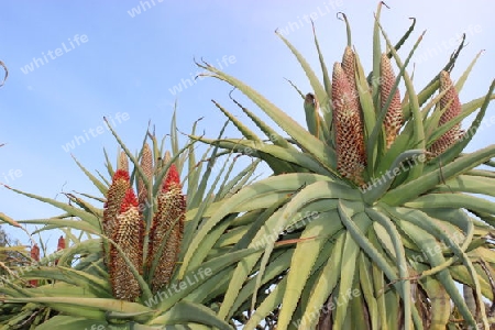 Bl?hende Aloe Pflanzen