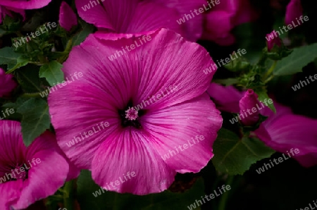 Hibiskus