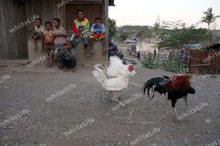 Der Wochenmarkt im Bergdorf Same suedlich von Dili in Ost Timor auf der in zwei getrennten Insel Timor in Asien.  