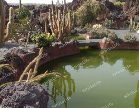 Lanzarote,Kakteen-Garten von Cesar Manrique