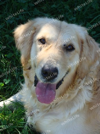 Golden Retriever