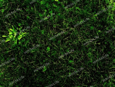 Textur "Gras"