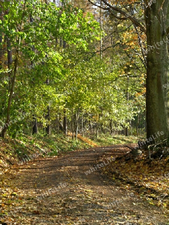 Waldweg