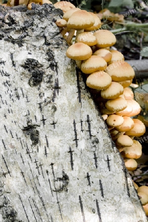 Herbstmushrooms