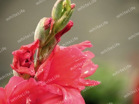 Gladiole