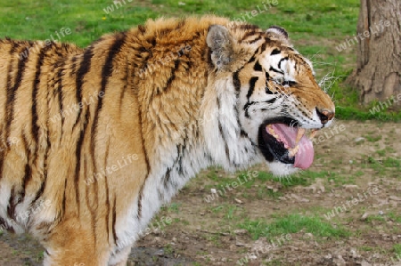 sibirischer Tiger