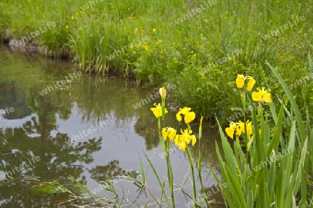 Teich mit Wasserlilien