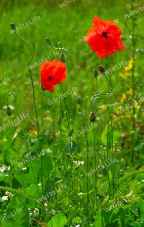 Klatschmohn 