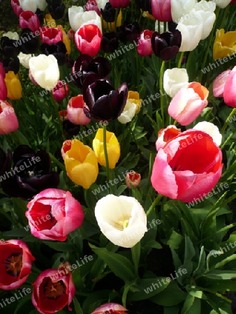 Bunte Tulpen