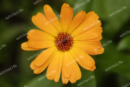 Marigold,calendula officinalis