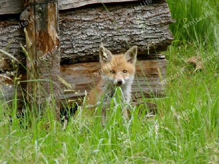 Fuchs-Welpe in freier Wildbahn P6100109